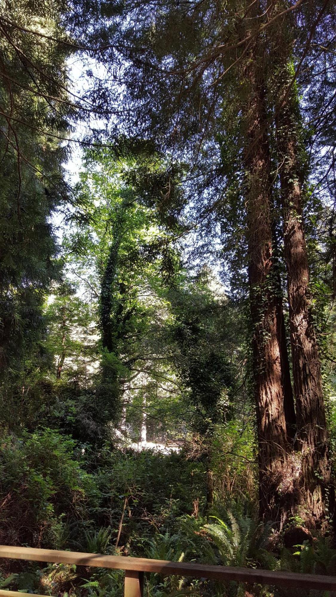 Emerald Forest Cabins Trinidad Cameră foto